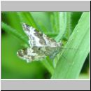 Epirrhoe alternata - Graubinden-Labkrautspanner 01.jpg